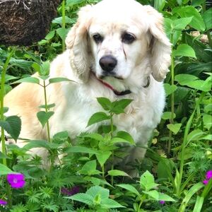 Meet your Posher, Neysa